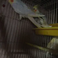 یک عدد جوجه عروس هلندی و یک جفت عروس