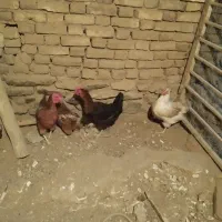 مرغ تخمگذار