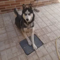 سگ هاسکی|سگ|تربت‌حیدریه, منظر|دیوار