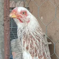 مرغ لاری