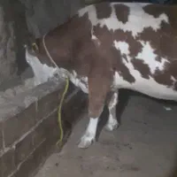 گاو گوشتی بی عیب|حیوانات مزرعه|خلیفان, |دیوار