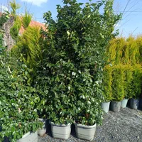 یاس هلندی بزرگ