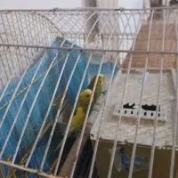 معاوضه مرغ عشق نر با ماده