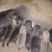 توله‌سگ‌‌های‌ماده‌پژدر‌بهترین‌نژاد