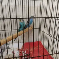 مرغ عشق|پرنده|بندر کنگان, |دیوار