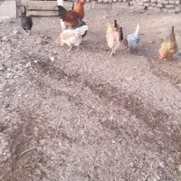 با سلام فروش مرغ خروس