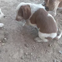 توله شکاری میکس پوینتر. سیتر.