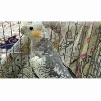 یک جفت عروس هلندی نر وماده|پرنده|صباشهر, |دیوار