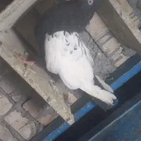 ماده سینه سیاه|پرنده|اهواز, پردیس|دیوار