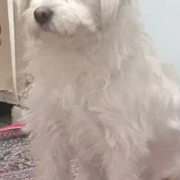 سگ مال یه بچه معلول می باشد۵ملیون تومان مژدگانی