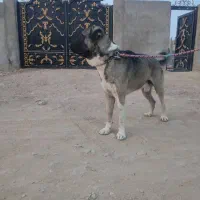 واگذاری سگ پژدر