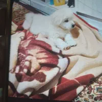 سگ نژاد اسپید