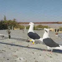 پرنده