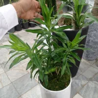 اریکا بنسای یشم بنسای میخک بنسای کاج