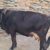 گاو فروشی