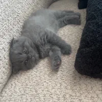 بچه گربه اسکاتیش دبل فولد|گربه|کرج, فاز ۱ مهرشهر|دیوار