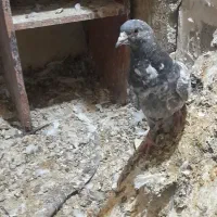 امیدیه شهر دونه|حیوانات|امیدیه, |دیوار