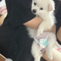 سگ با وسیله کامل و آموزش دیده|سگ|بندرعباس, |دیوار