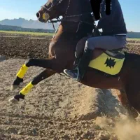 باشگاه پرورش اسب پوریا