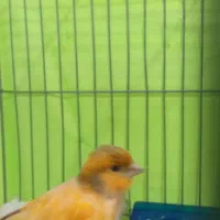 جوجه قناری ماده ابلغ پرتقالی (اسلامشهر)|پرنده|اسلامشهر, شهرک مفیدی|دیوار