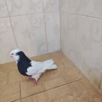 طوق سیاه نر