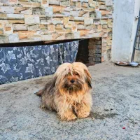 سگ پاکوتاه شیتزو کراس
