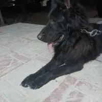 سگ شپربلک موبلند نر