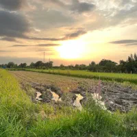 ۶۰۰متر زمین شالیزاری با قیمت مناسب بفروش میرسد