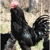 مرغ و خروس مرندی