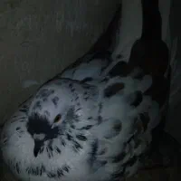 کبوتر پرشی