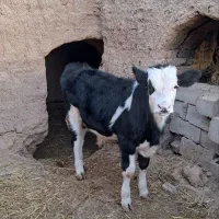 گوساله|حیوانات مزرعه|سده (خراسان جنوبی), |دیوار