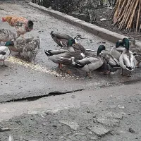 اردک نمه ای.|حیوانات مزرعه|رودبنه, |دیوار