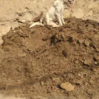 سگ سرابی|سگ|صائین قلعه, |دیوار