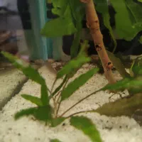 تعدادی و ماهی و گیاه آکواریومی|ماهی|خرم‌آباد, |دیوار