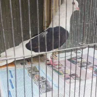 کیوتر پرشی درجه یک