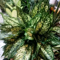 باباادم های ارزان قیمت|گل و گیاه طبیعی|کرمانشاه, |دیوار