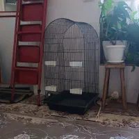 تعدادی قفس طوطی و عروس هلندی