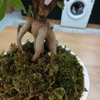 گل و گیاه بنسای جنسینگ پر برگ تنه دار