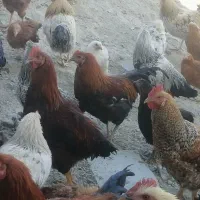 نیمچه مرغ گلپایگانی و مرغ بالغ