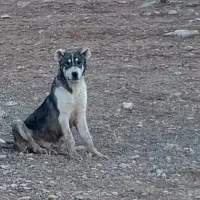 سرابی اصیل|سگ|عجب شیر, |دیوار