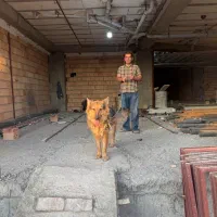 سگ ژرمن تربیت شده