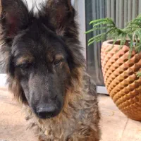 سگ ژرمن نر شولاین|سگ|آستانه اشرفیه, |دیوار