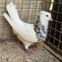 کبوتر زرین خال طلایی|پرنده|فلارد, |دیوار