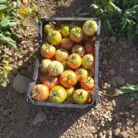 گوجه فرنگی