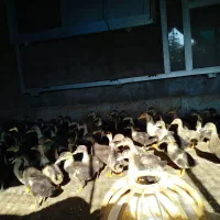 جوجه اردک اسراییلی 40 روزه|حیوانات مزرعه|بهشهر, |دیوار