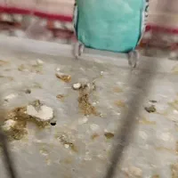 سه عدد مرغ عشق|پرنده|نقده, |دیوار