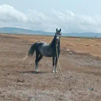 اسب کرد اصل نرو ماده