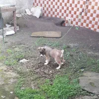 توله نر سراب گالشی