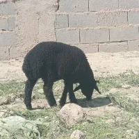 فروش میش با بره جوان