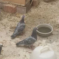 جفت مگس|پرنده|خاش, |دیوار